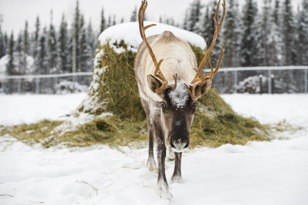 Pleasant Acres Reindeer Ranch Villa Pleasant Valley Buitenkant foto