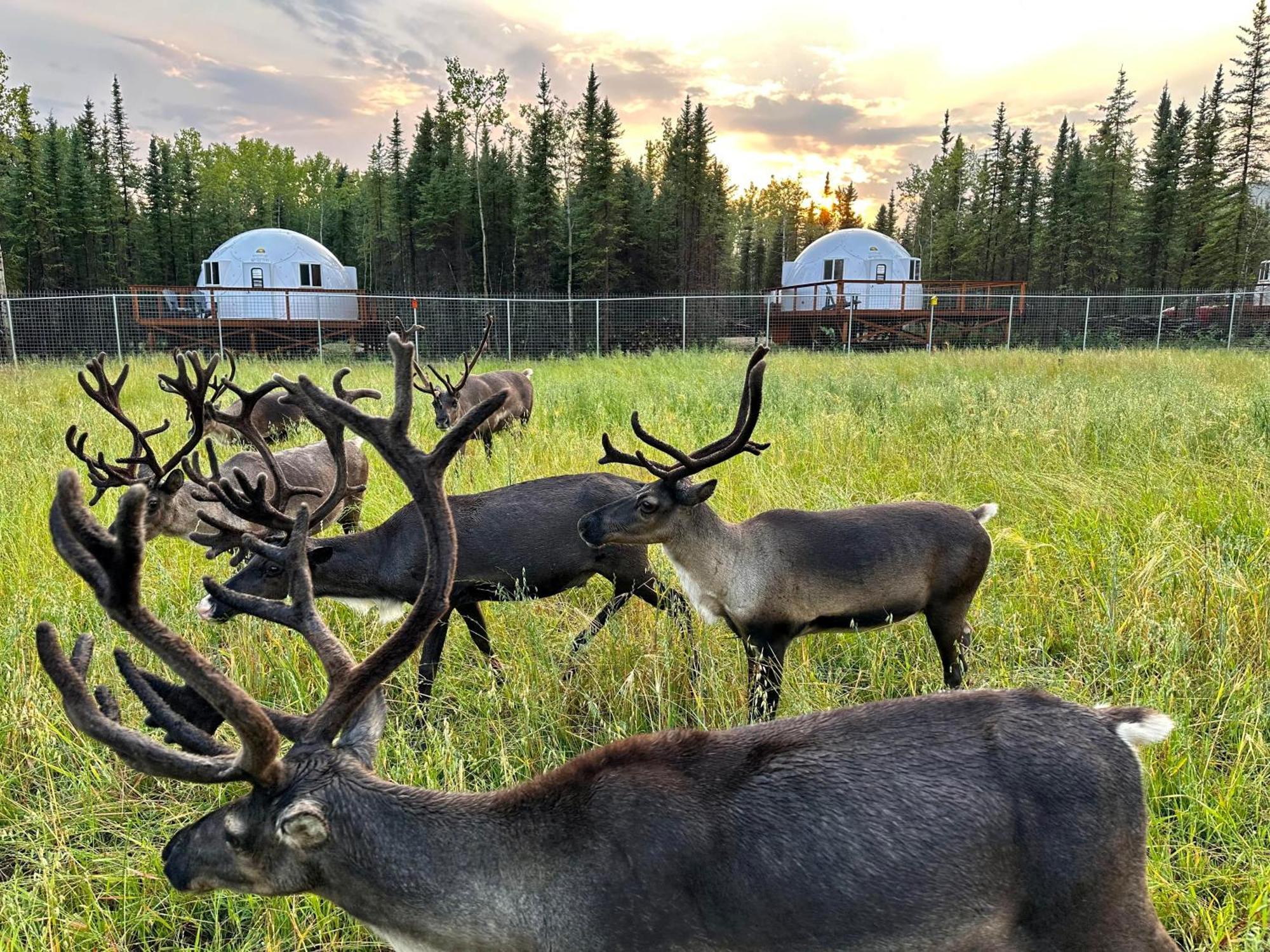 Pleasant Acres Reindeer Ranch Villa Pleasant Valley Buitenkant foto